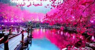 أكثر الوجهات السياحية شعبية في اليابان